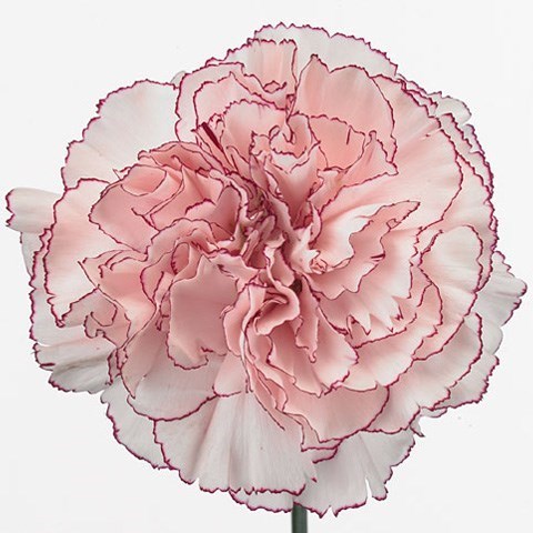 CARNATION MARIPOSA