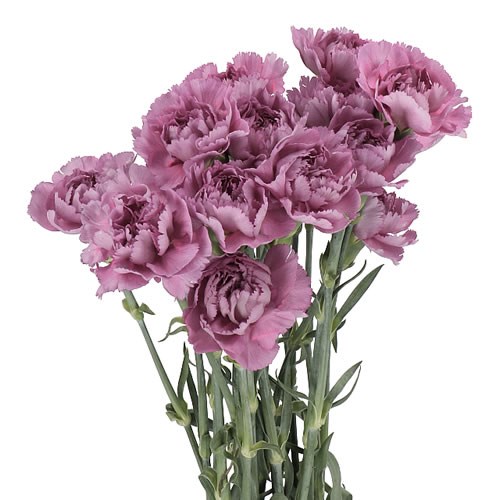 CARNATION METALLICA 70cm Wholesale Dutch Flowers & Florist Supplies UK