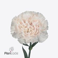 CARNATION MOON GOLEM