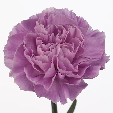 CARNATION MOONAQUA