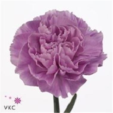 CARNATION FLORIGENE MOONAQUA