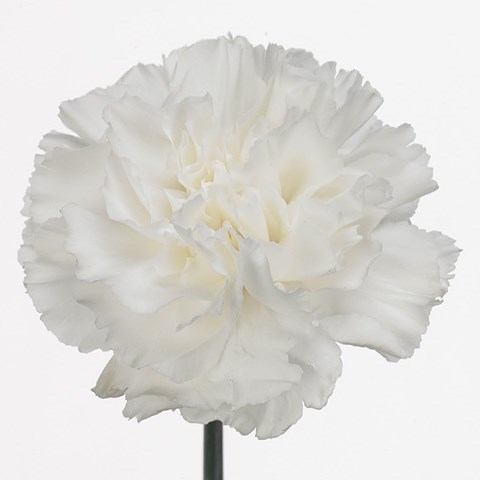 CARNATION MOONLIGHT