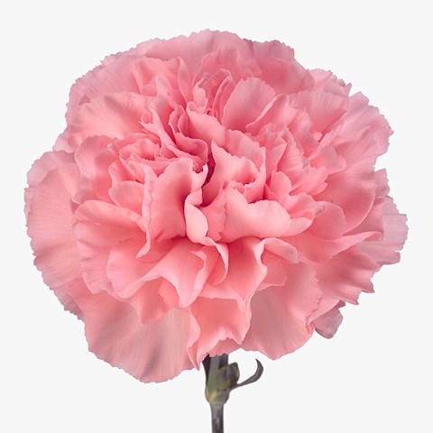 CARNATION NAHEMA