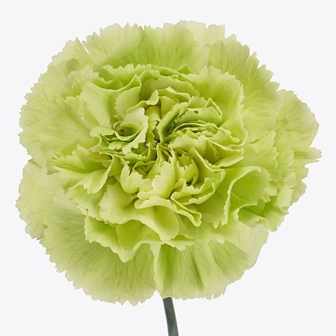 CARNATION NEW YORK