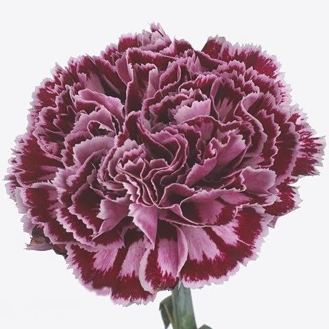 CARNATION NOBBIO SPOTLIGHT