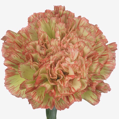 CARNATION NOWO