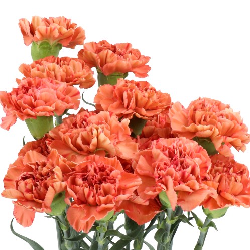 CARNATION ORANGE FOX