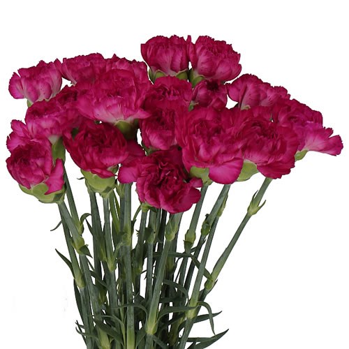 CARNATION PURPLE SKY