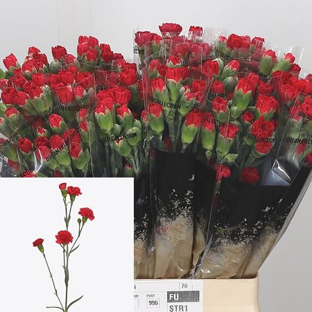 CARNATION SPR. ARAGON