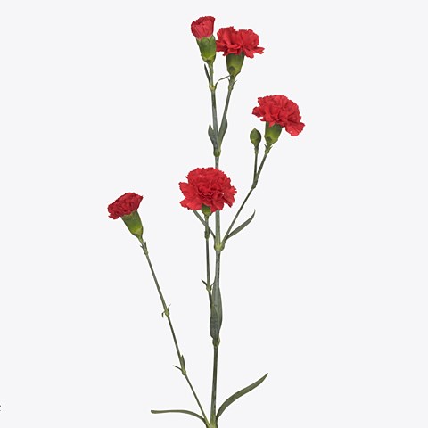 CARNATION SPR. ARAGON