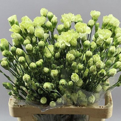 CARNATION SPR. BROCCOLI GREEN