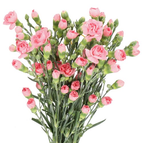 CARNATION SPR. BUBBLE GUM