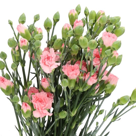 CARNATION SPR. DOOBADOO