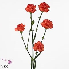 CARNATION SPR. GUADALOUPE SELECT