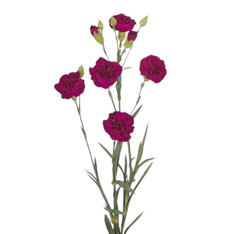 CARNATION SPR. KINGFISHER SPECIAL