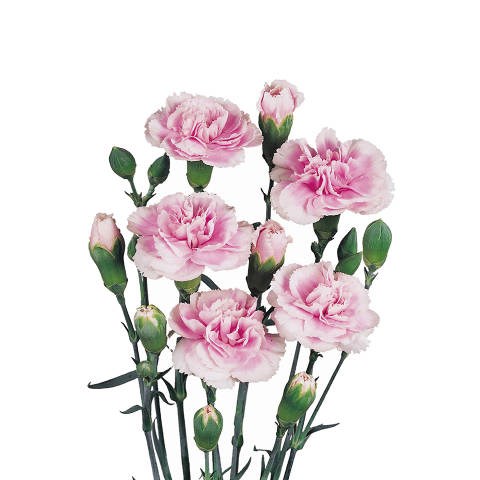 CARNATION SPR. LAVENDER TESSINO