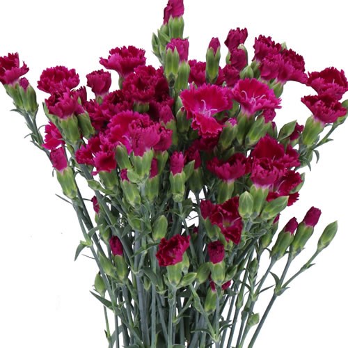 CARNATION SPR. LILLIPUT FOREVER