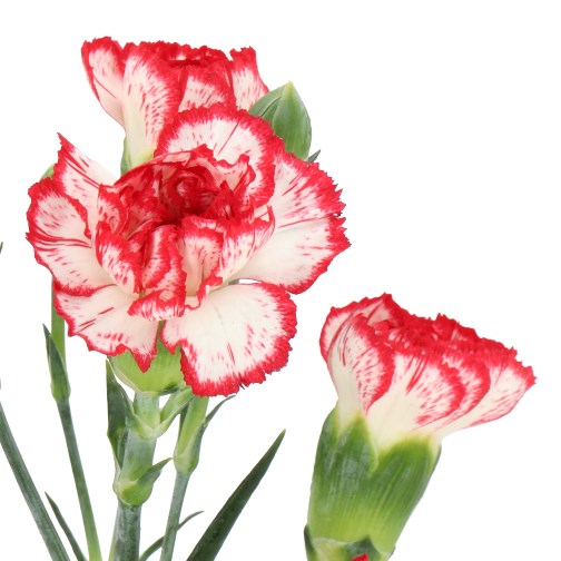 CARNATION SPR. MINUETTO