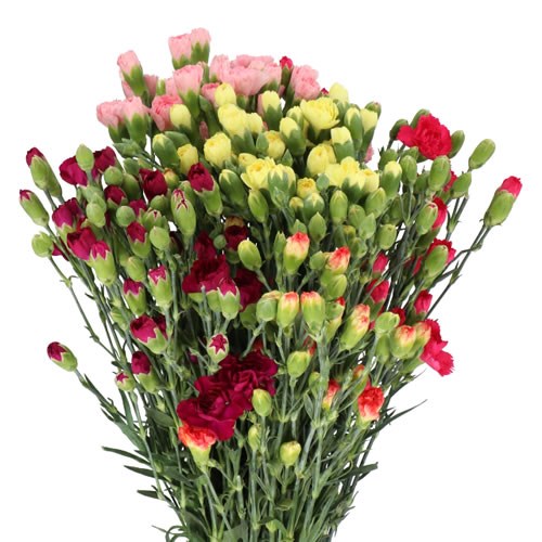 CARNATION SPR. MIX