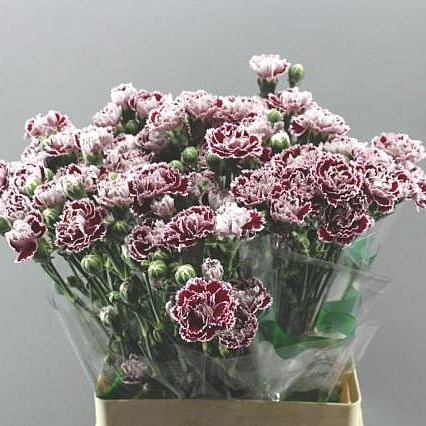 CARNATION SPR. SHANGHAI SELECT
