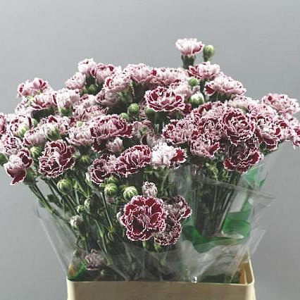 CARNATION SPR. SHANGHAI SELECT