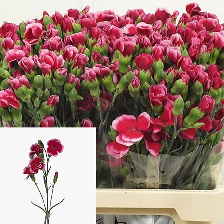 CARNATION SPR. SOLOMIO SEM