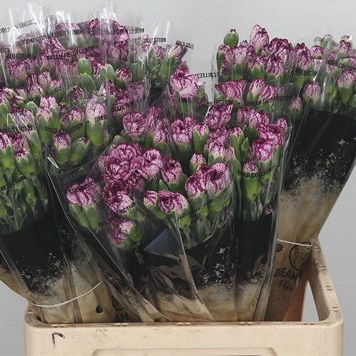 CARNATION SPR. SPECTRO