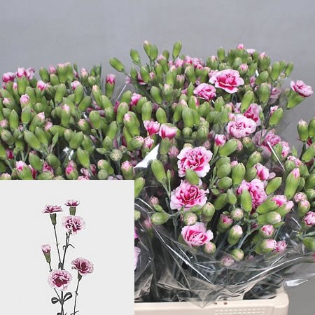 CARNATION SPR. SUPER TRENDY TESSINO