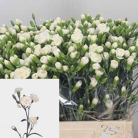 CARNATION SPR. WHITE FLEURETTE