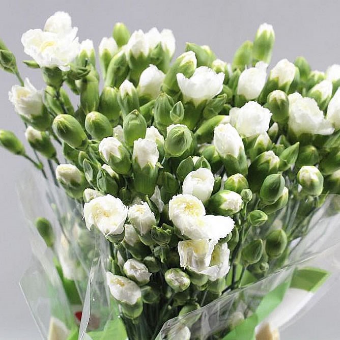 CARNATION SPR. IBIS WHITE
