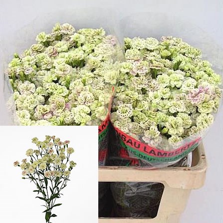 CARNATION SPR. RAFFINE ELEA