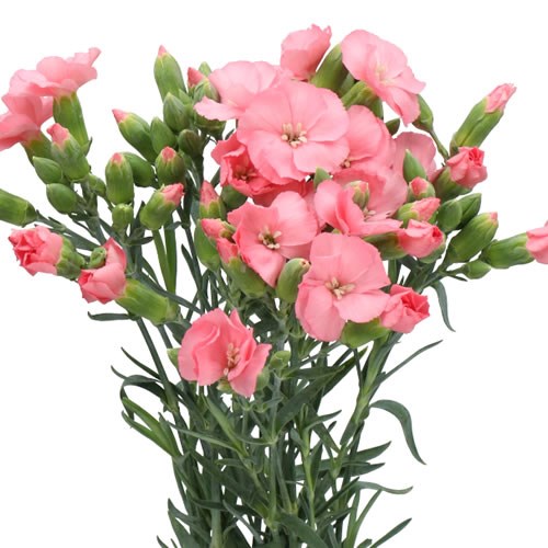 CARNATION SPRAY SOLOMIO ROSE