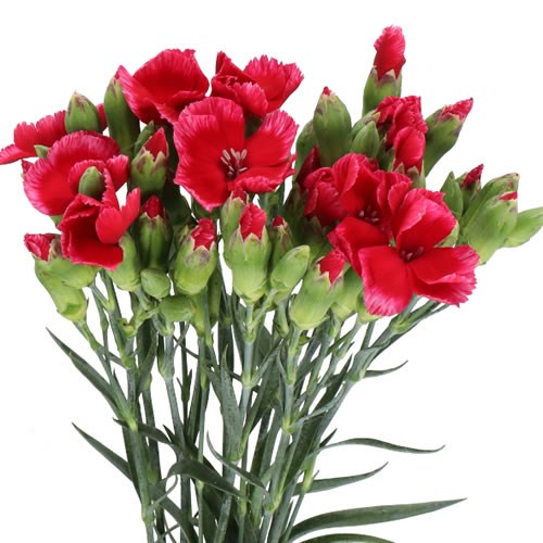 CARNATION SPRAY SOLOMIO SEM