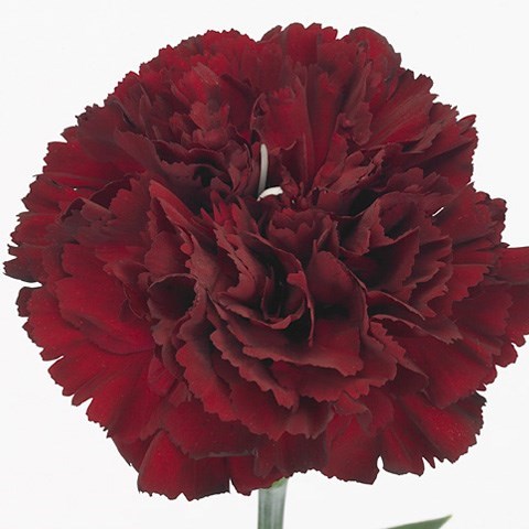 CARNATION TOLDO
