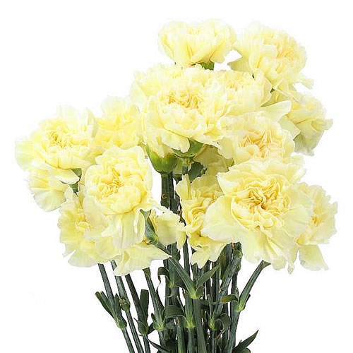 CARNATION WEDDING 65cm Wholesale Dutch Flowers & Florist Supplies UK