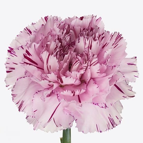 CARNATION YUKARI SCURO