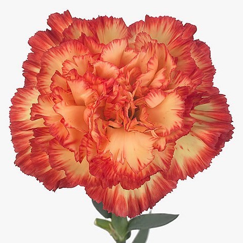 CARNATION ZENIT