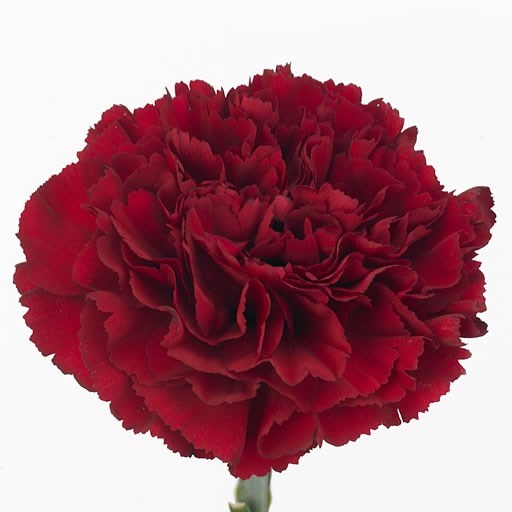 CARNATION ZURIGO 60cm Wholesale Dutch Flowers & Florist Supplies UK