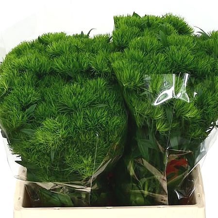 CARNATIONS ALDO GREEN