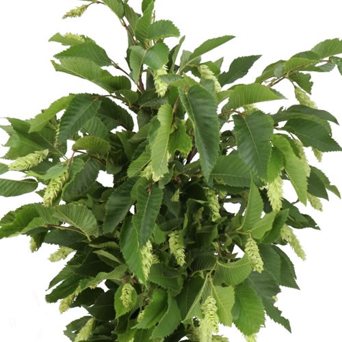 CARPINUS BETULUS