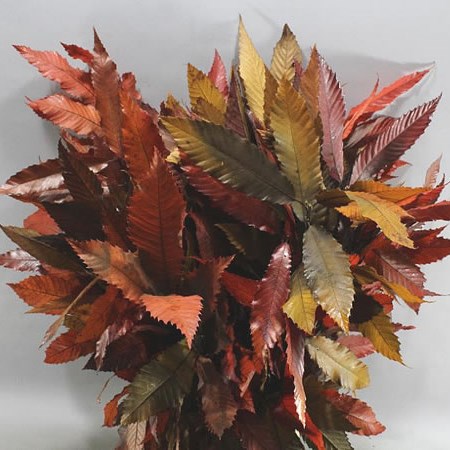 CASTANEA AUTUMN PRESERVED