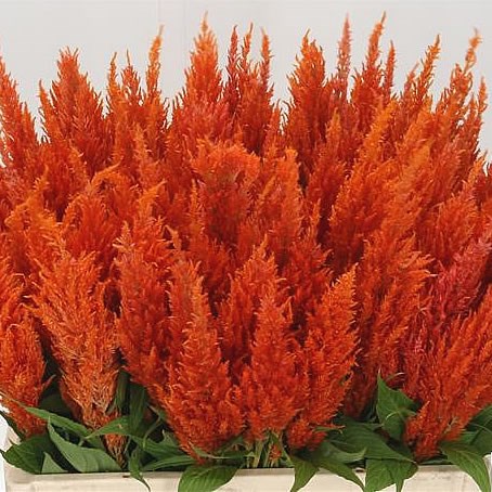 CELOSIA APRICOT BRANDY