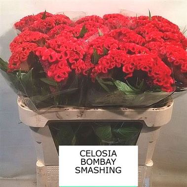 Celosia cr. Smashing