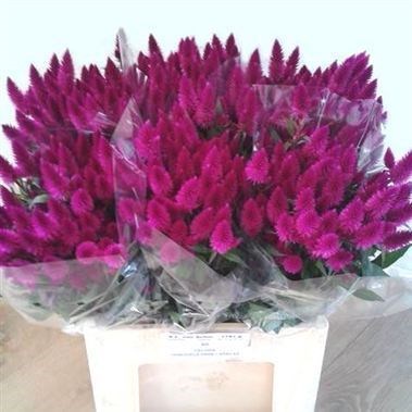 CELOSIA CARACAS