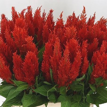 CELOSIA CENTURY FIRE