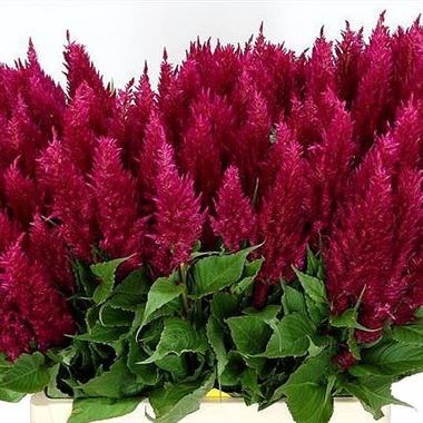 CELOSIA CENTURY PURPLE ROSE