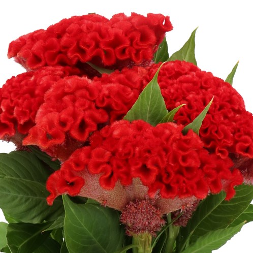 CELOSIA CR. SMASHING