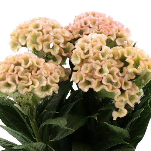 CELOSIA CRISTATA CHAMPAGNE
