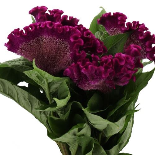 CELOSIA CRISTATA CRISTI PURPLE