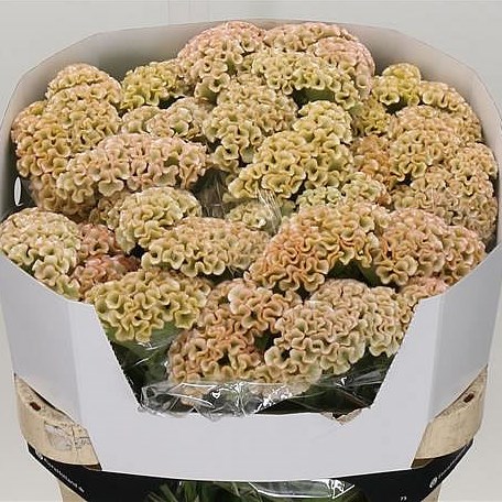 CELOSIA HAUTE COUTURE